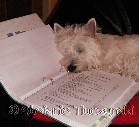 Hund beim Lernen